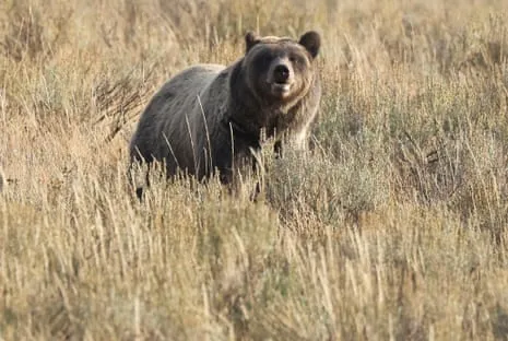 Hiker Attacked by Grizzly in National Park Flown to Trauma Center